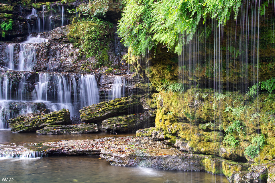 Moss And Ferns