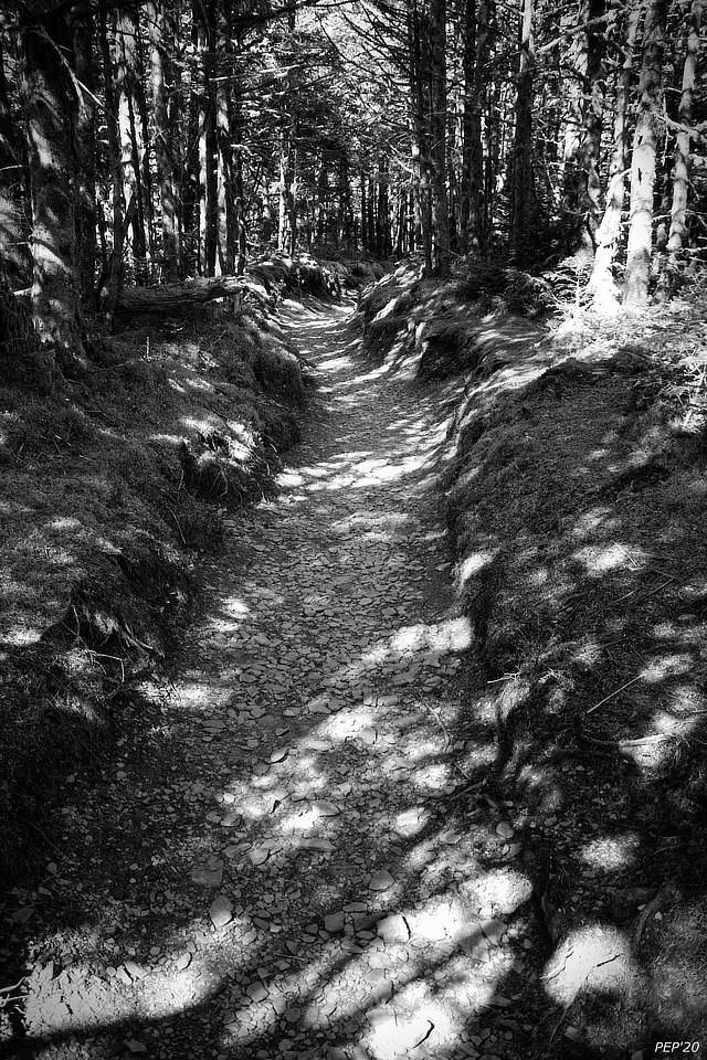 Black And White Forest Trail