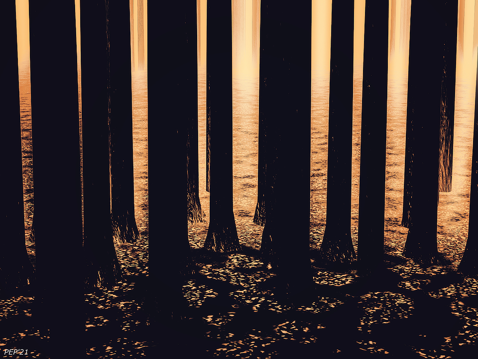 Forest of Orange