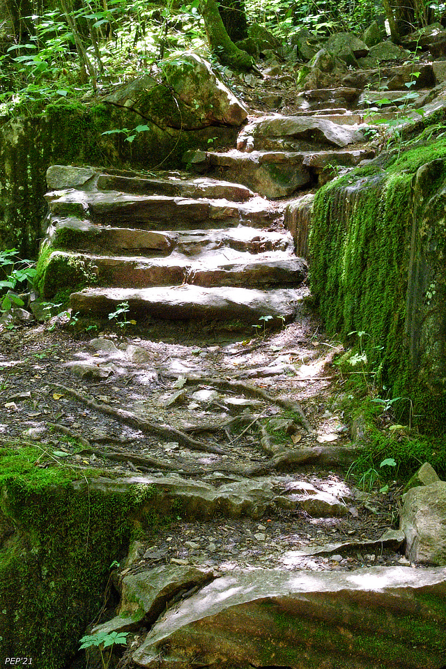 Steps Into Green