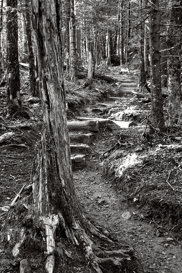 Black And White Trail