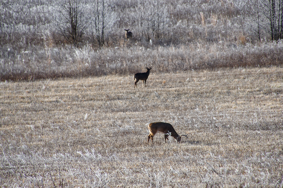 Deer Grazing At Cades Cove