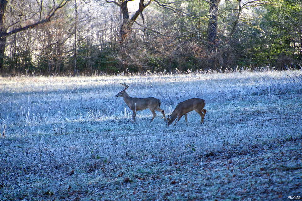 More Deer Grazing