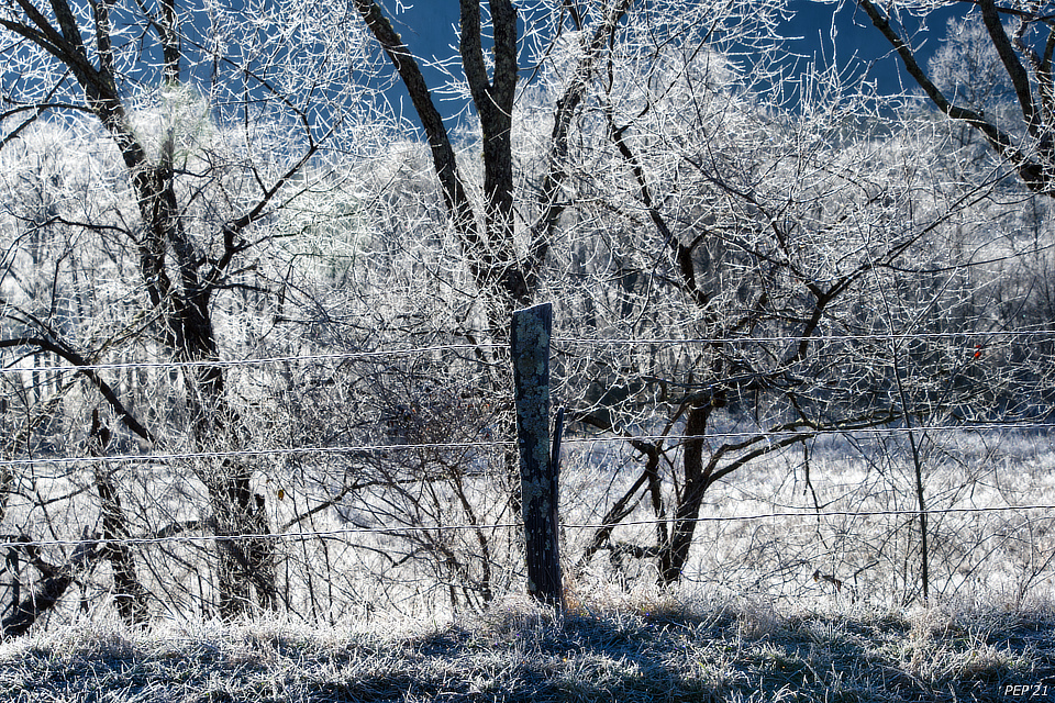 Frozen Fence At Cades Cove