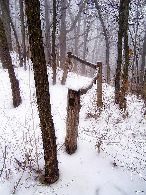 Fence In Winter Forest