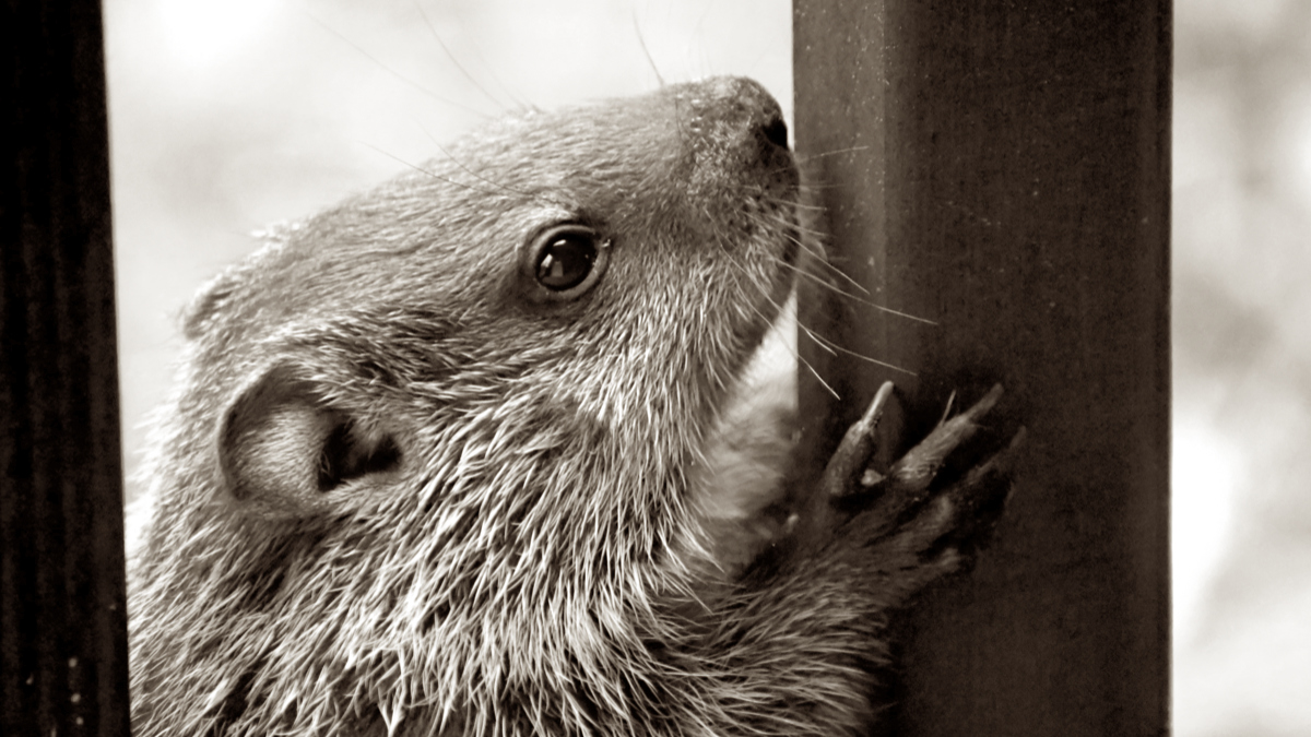 Happy Groundhog’s Day 2021