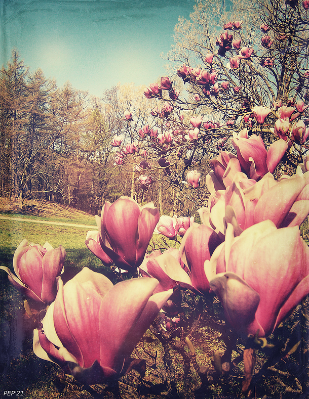 Spring Flowers
