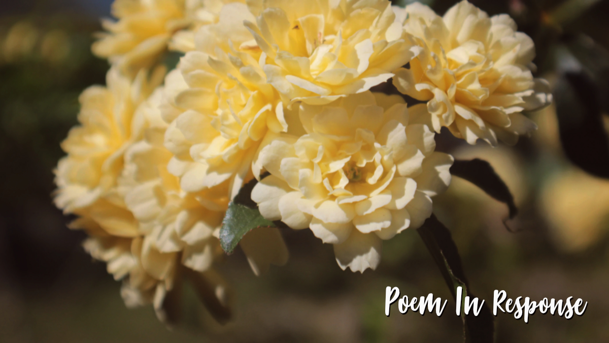 Poem of Gardens