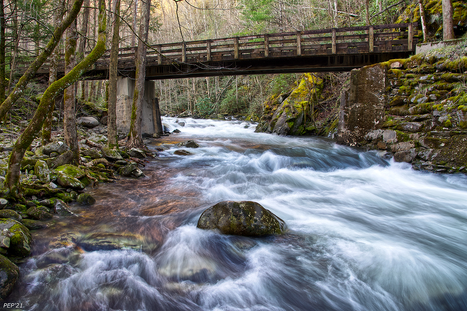 Forest Bridge