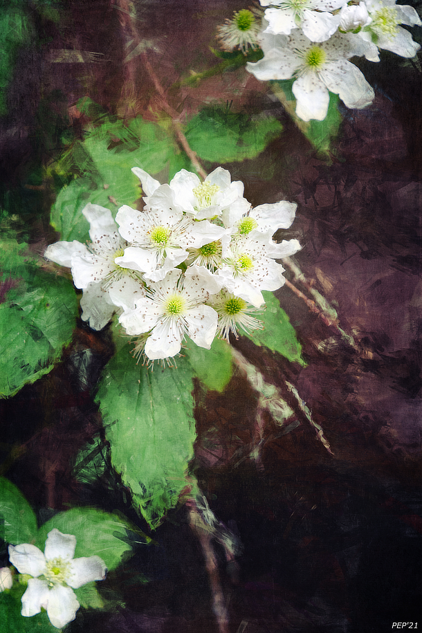 Flower Along Trail