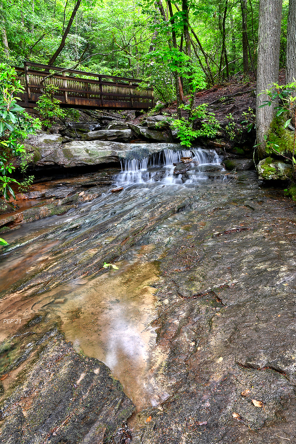 Forest Bridge