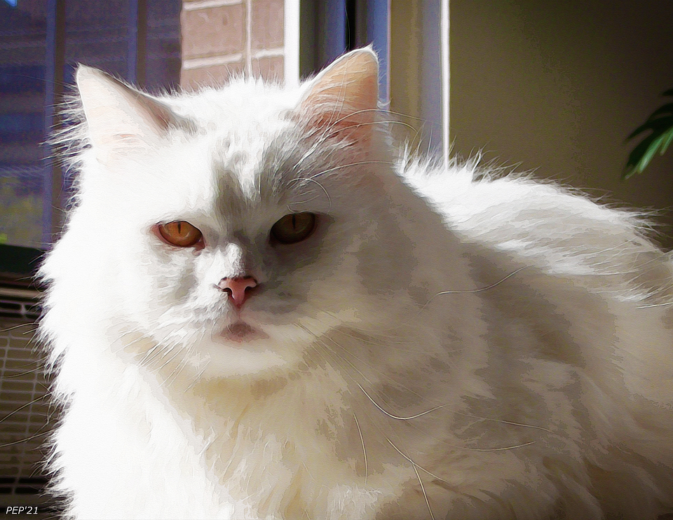Tale of A Cat