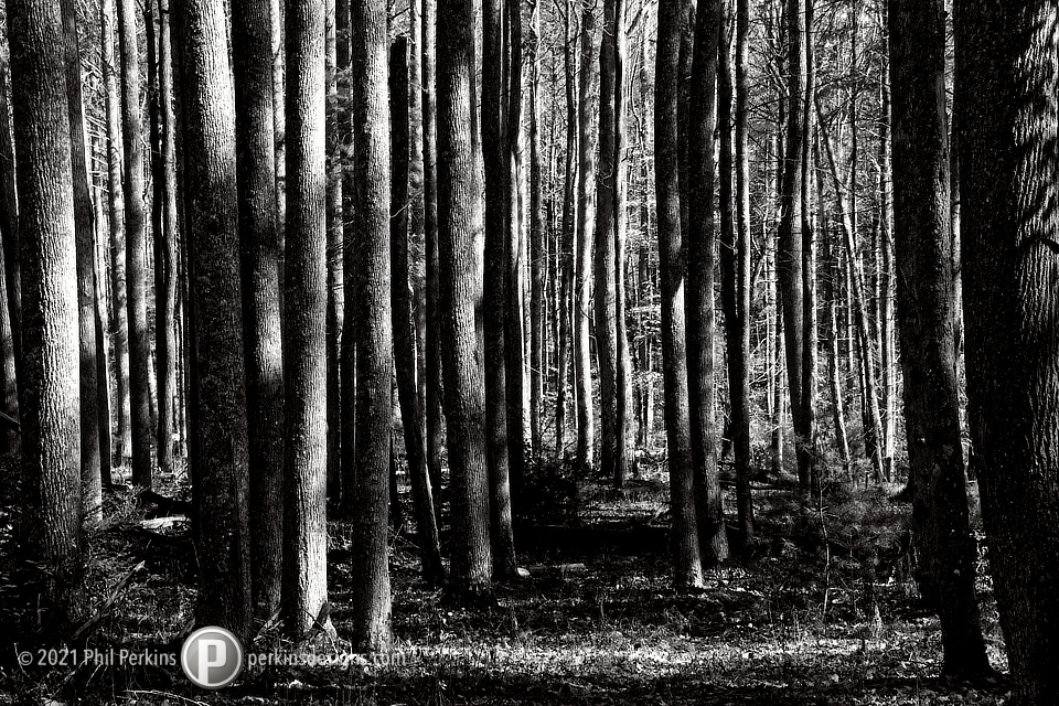 Black and White Forest