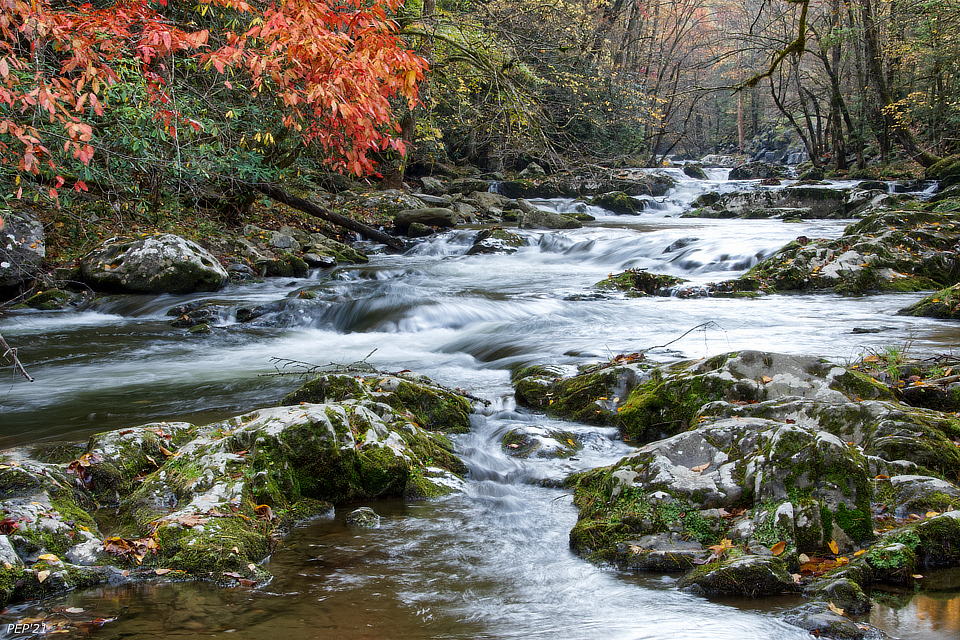 Autumn Foliage