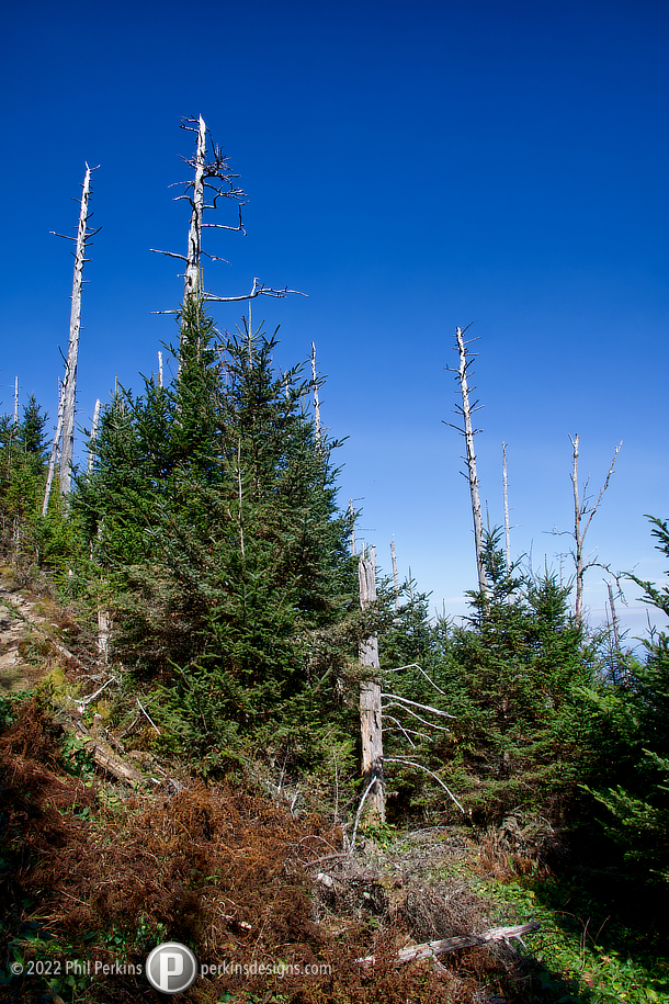 Mountain Pines