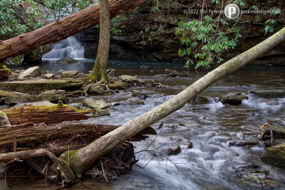 Forest Waters