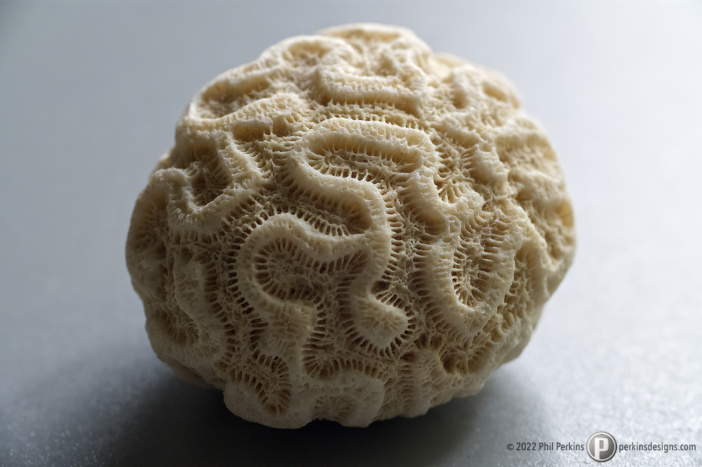 Coral Close Up