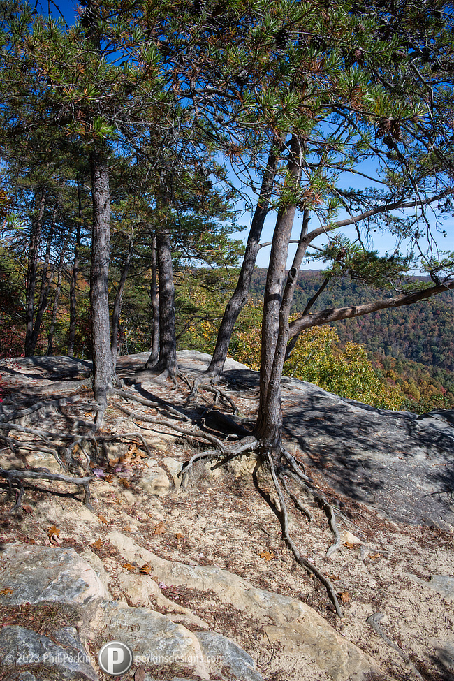 Rooted in Rock