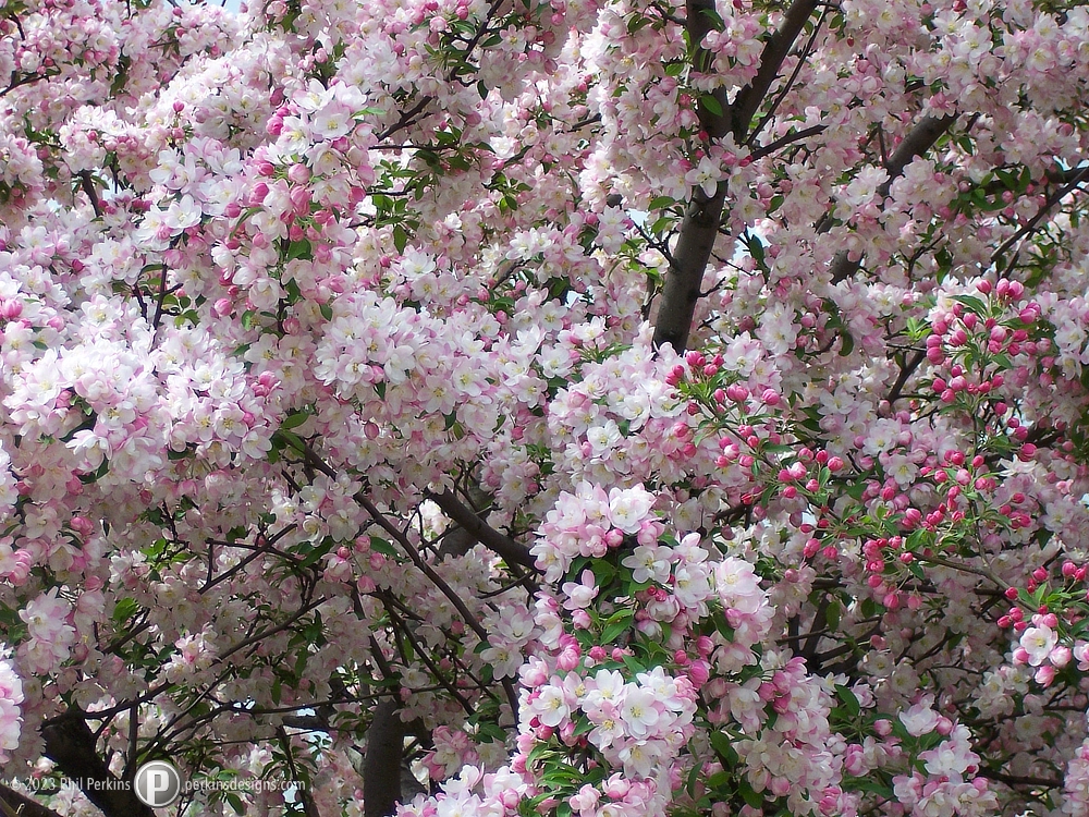 Spring Blossoms