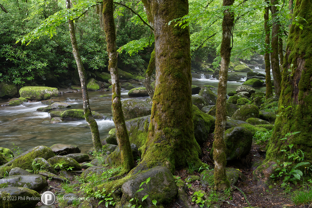 Riverside Moss