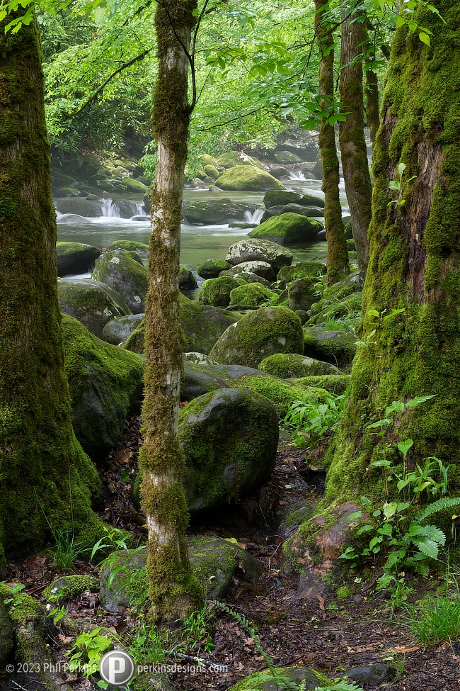 More Moss