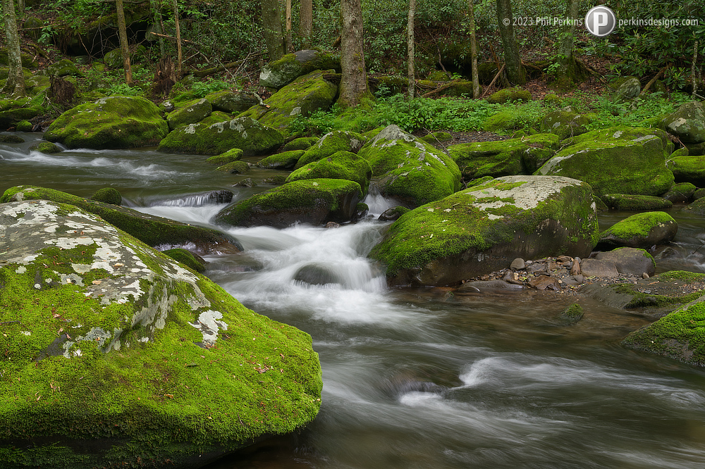 Blanket of Green Moss