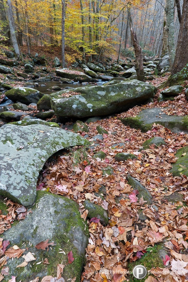 Autumn in the Woods