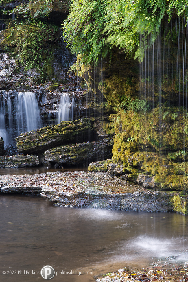 Tennessee Rainforest