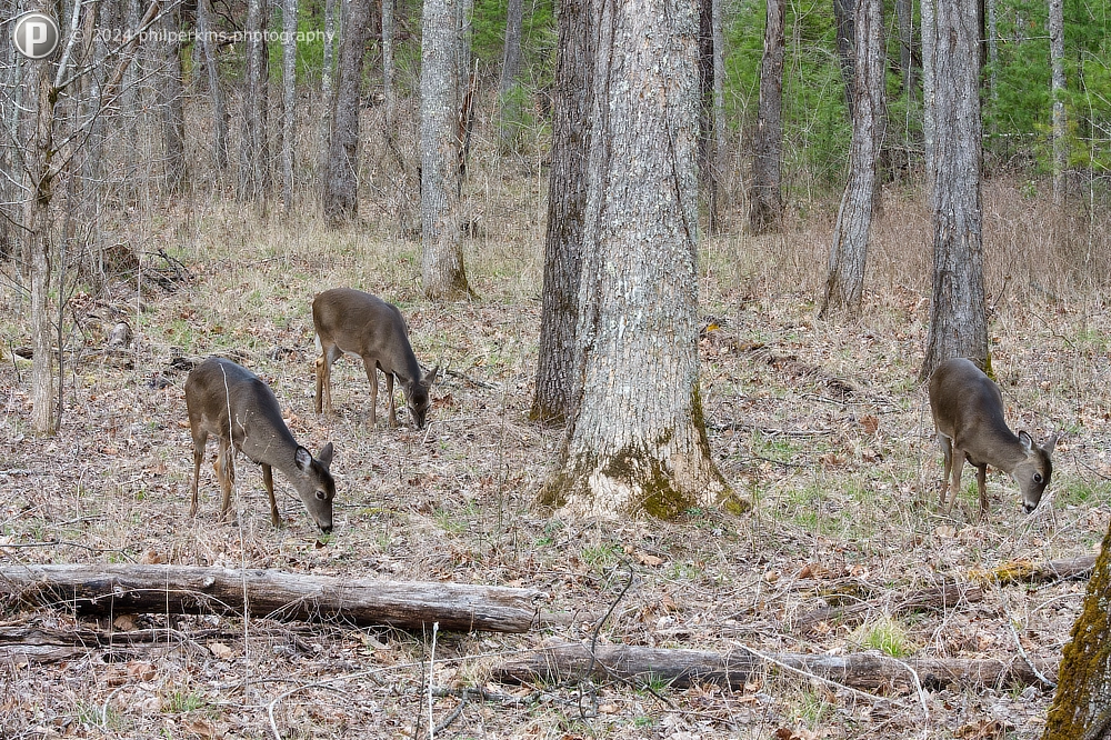 Three Deer