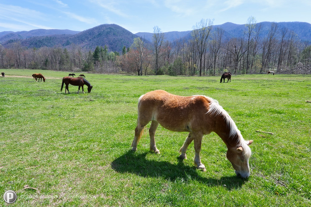 Hungry Horses