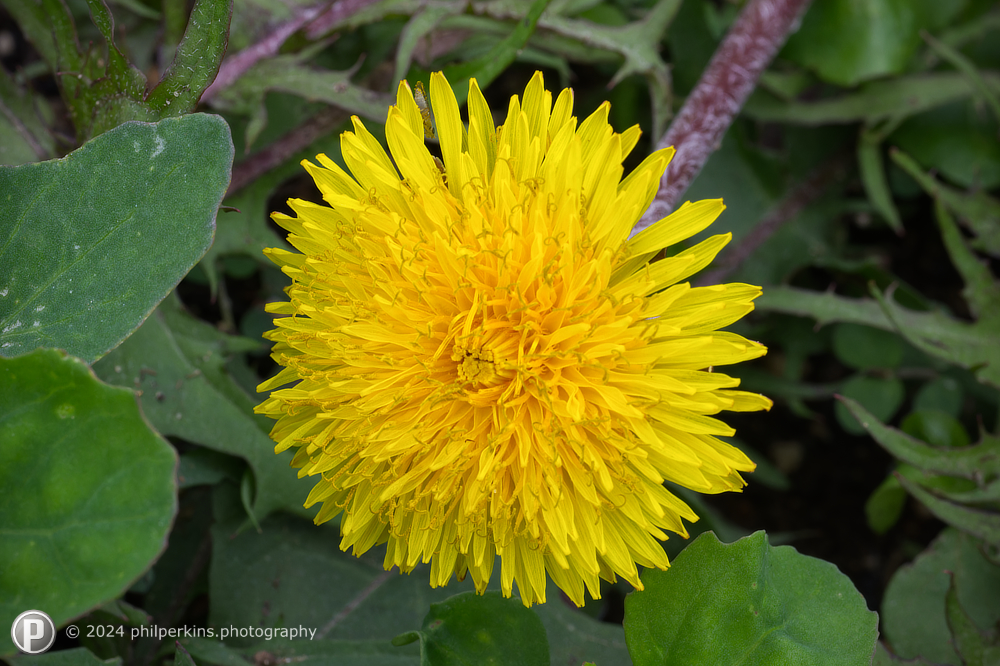 Dandelion