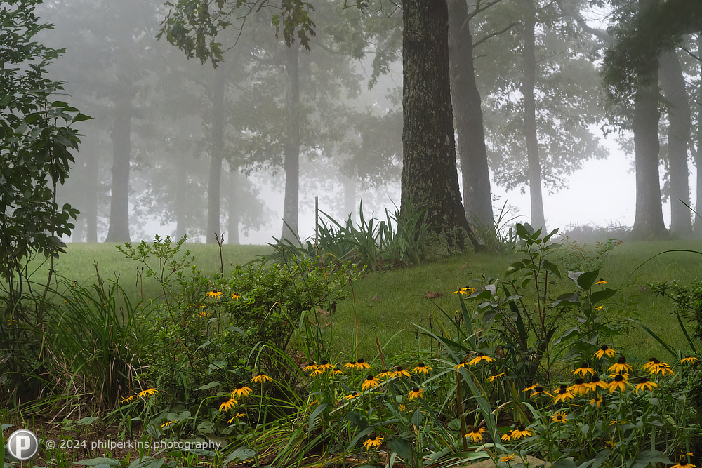 Morning Fog