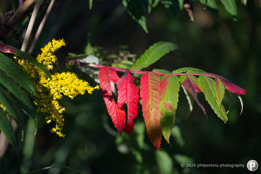 Change of Seasons