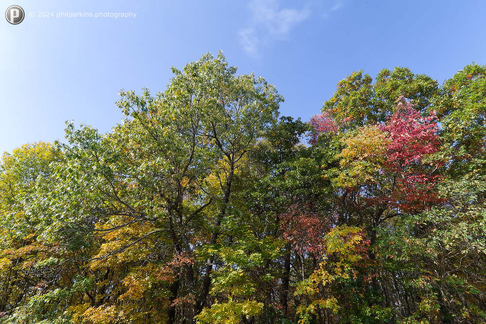 Leaves of Change