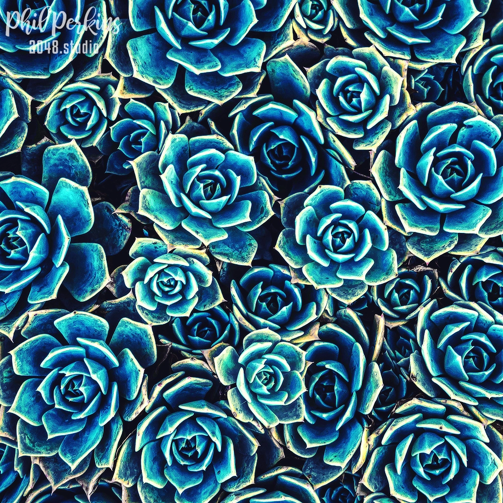 Succulents