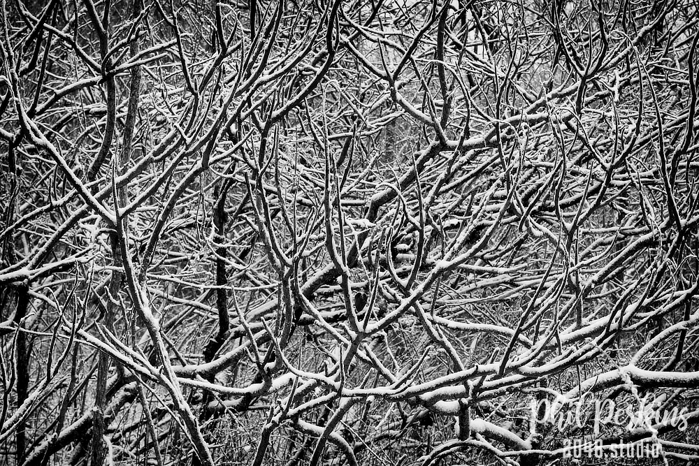 Snow Covered Trees