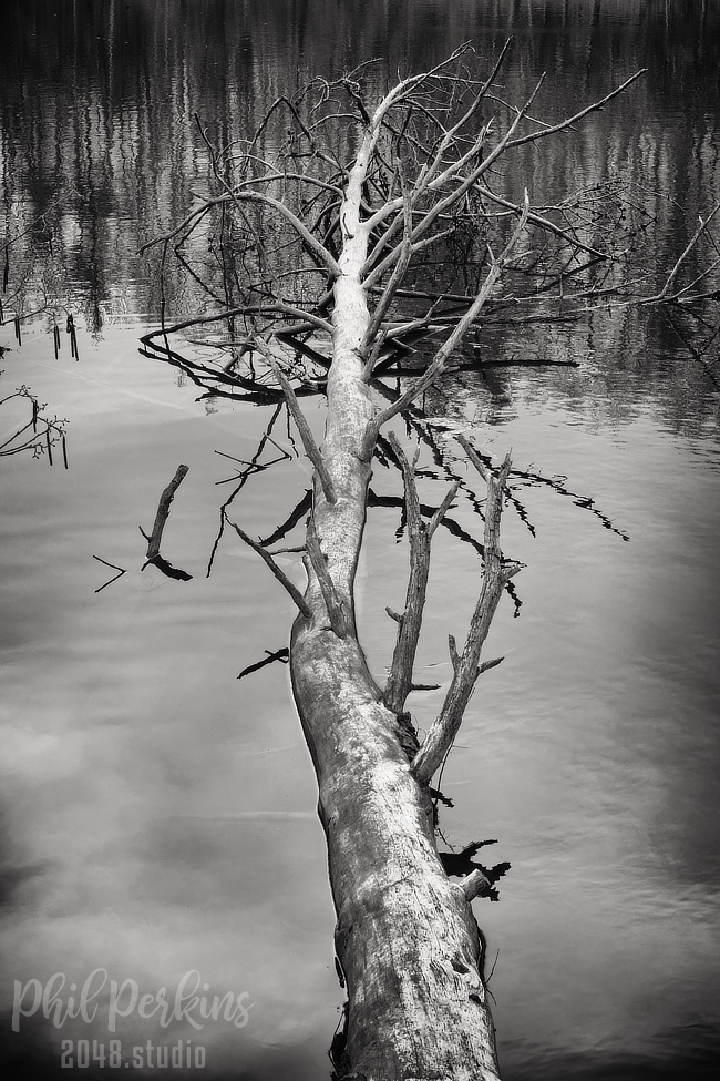 Reflections of Winter