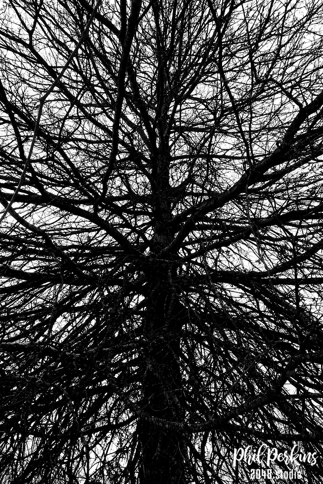 Web of Winter Branches