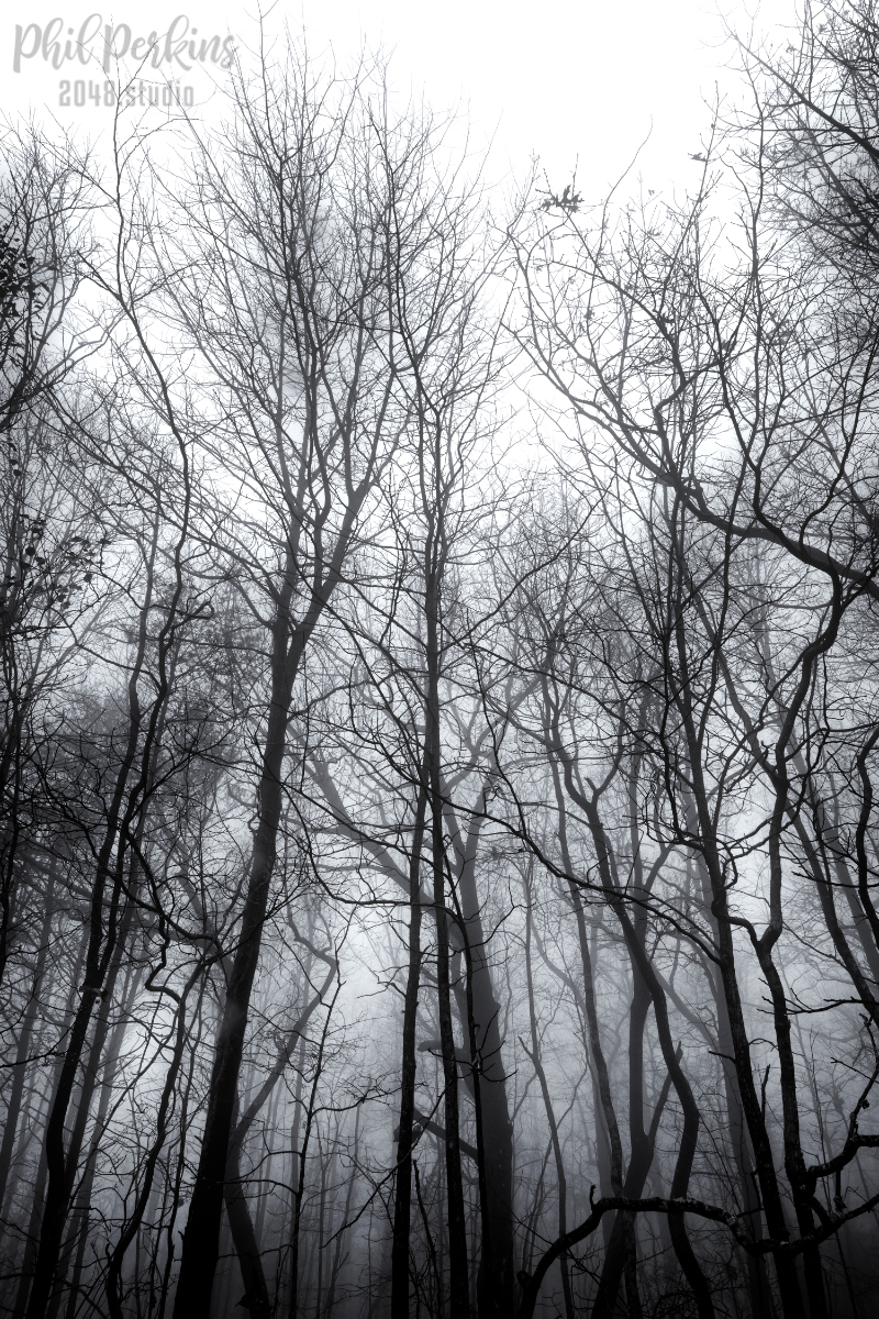 Forest in Fog