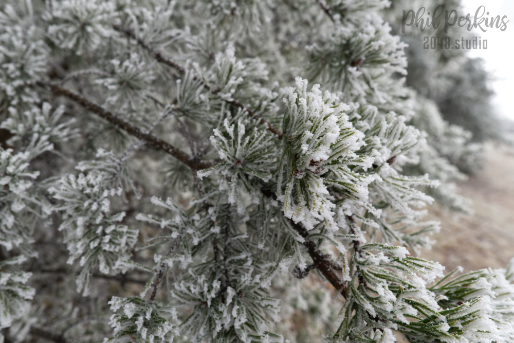 Snow and Pines