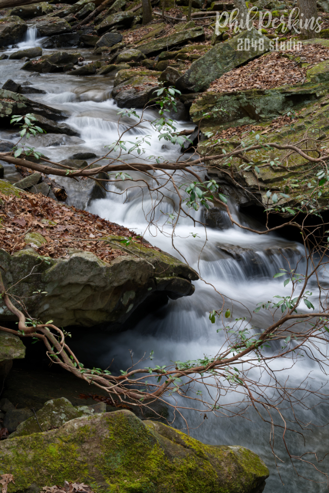 Forest Stream