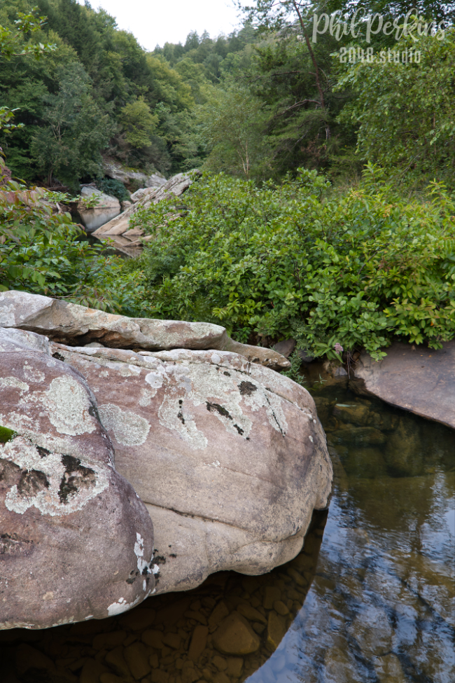Tranquil Forest Creek