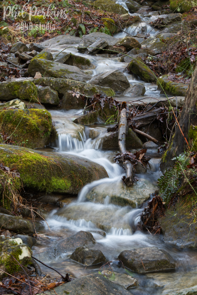 Forest Stream