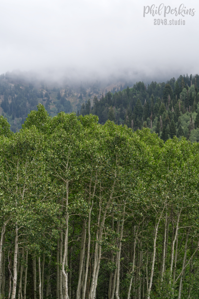 Foggy Aspens Forest